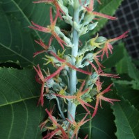 Ricinus communis L.